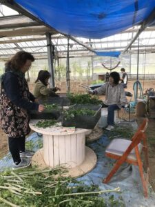 今年最後の収穫🌿 | 【九州嬉野産100%】国産・無農薬モリンガパウダー 愛のモリンガ園